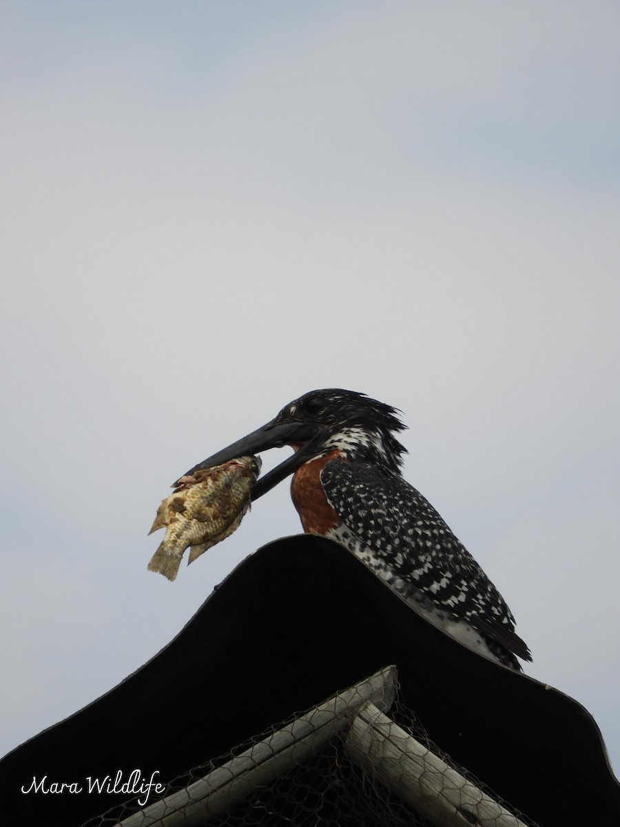 Giant Kingfisher - ML643365165