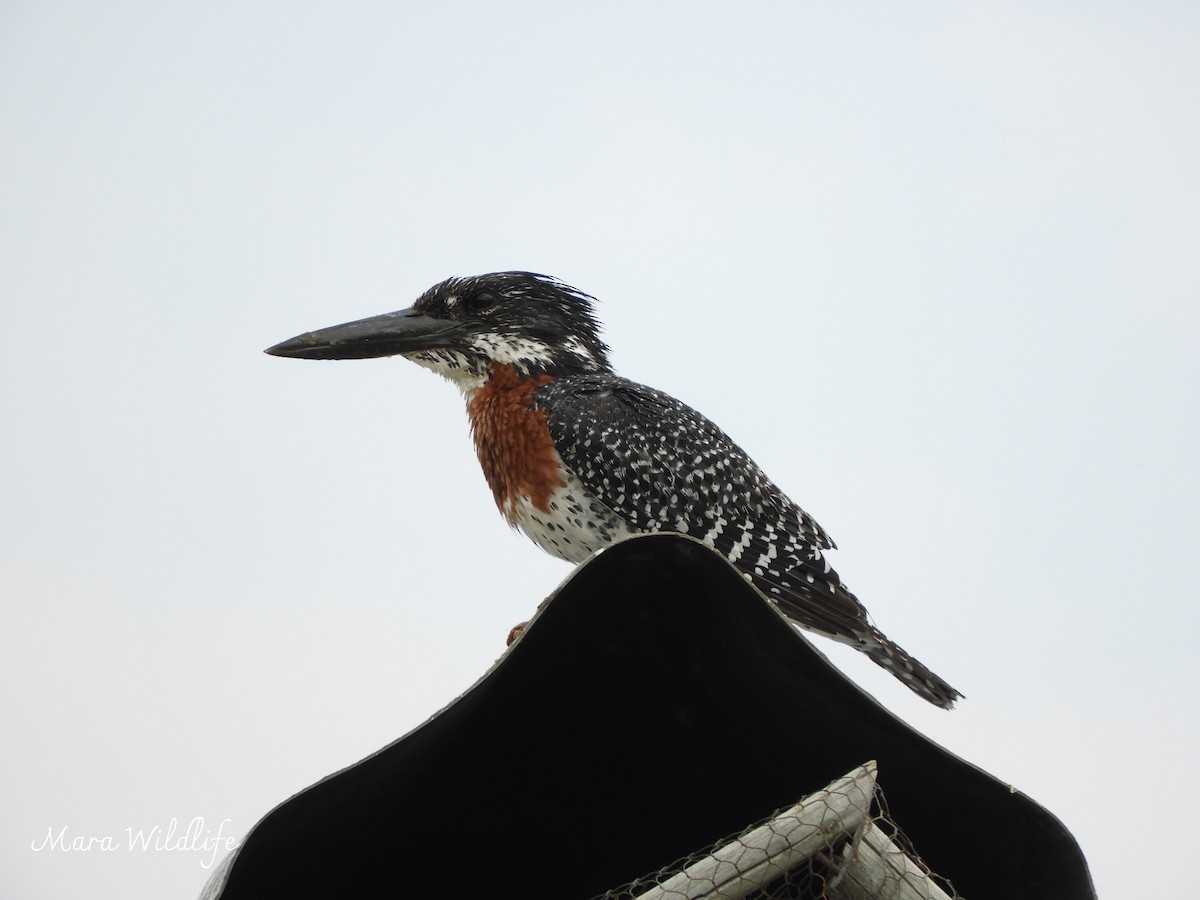 Giant Kingfisher - ML643365166