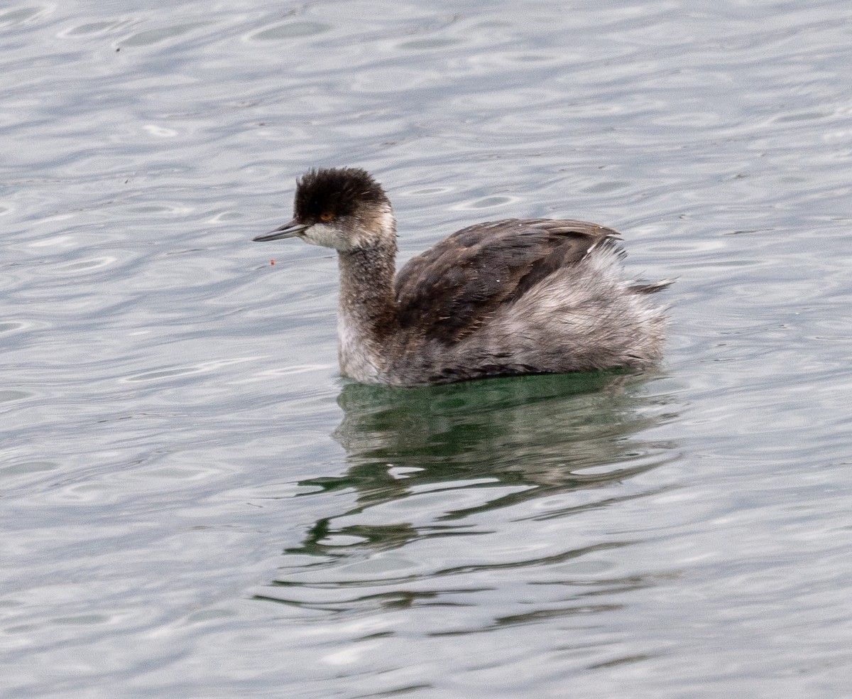 Халтар шунгуур - ML643365169