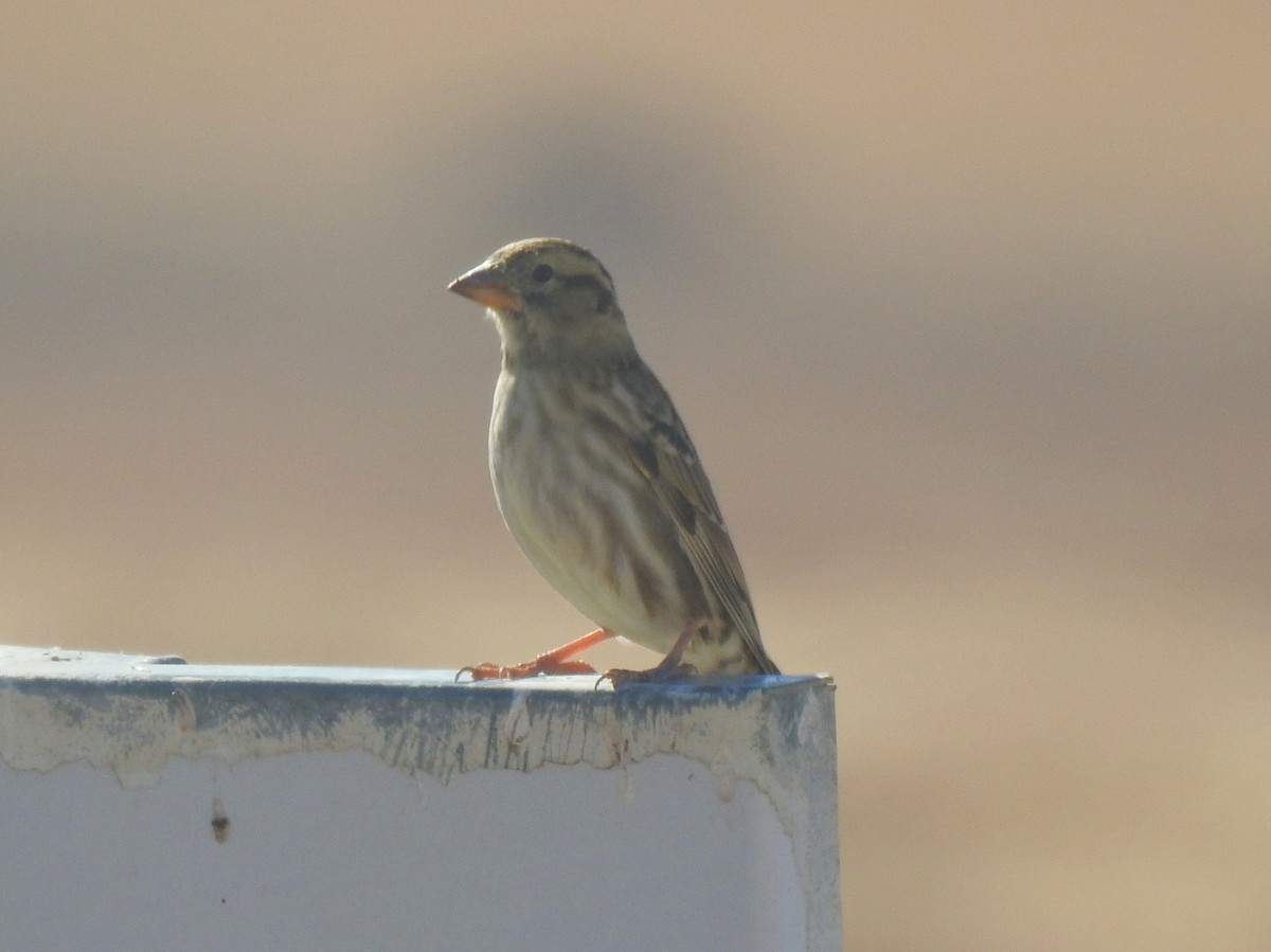 Rock Sparrow - ML643365174