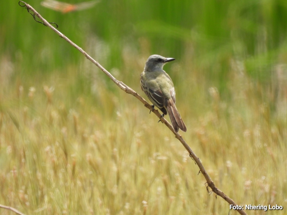 Tropical Kingbird - ML643365175