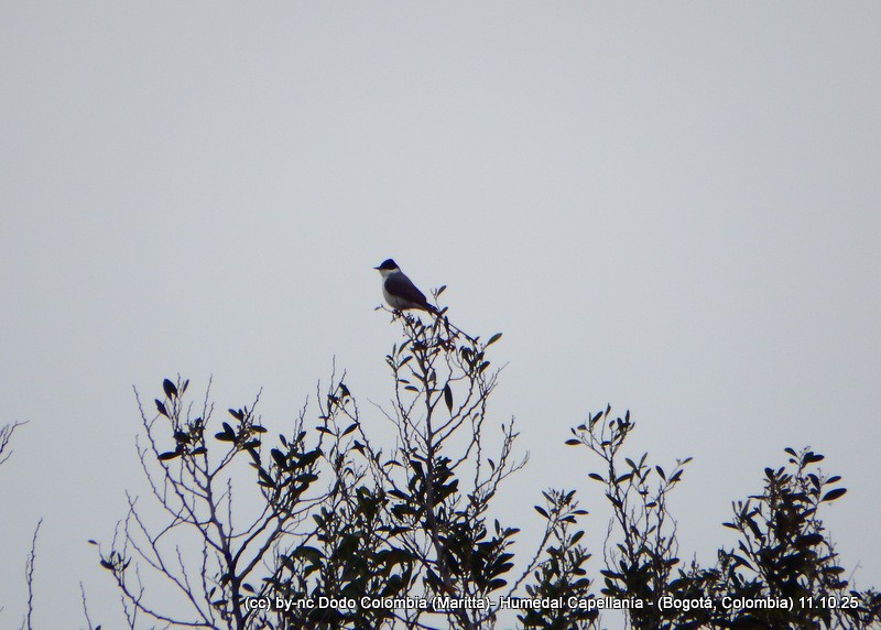 Fork-tailed Flycatcher - ML643365177