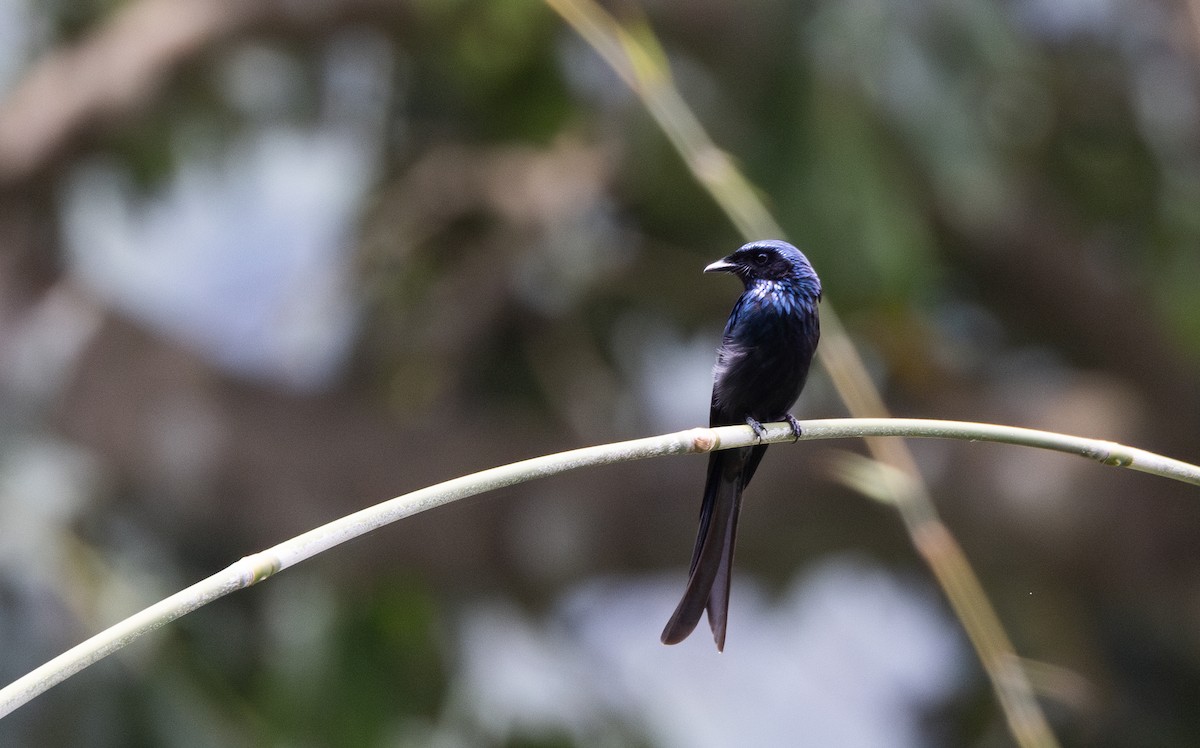 Bronzed Drongo - ML643365178