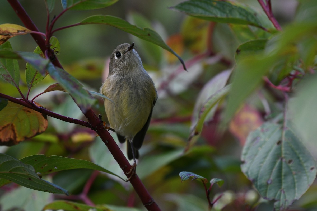 Ruby-crowned Kinglet - ML643365179