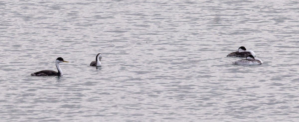 Clark's Grebe - ML643365187