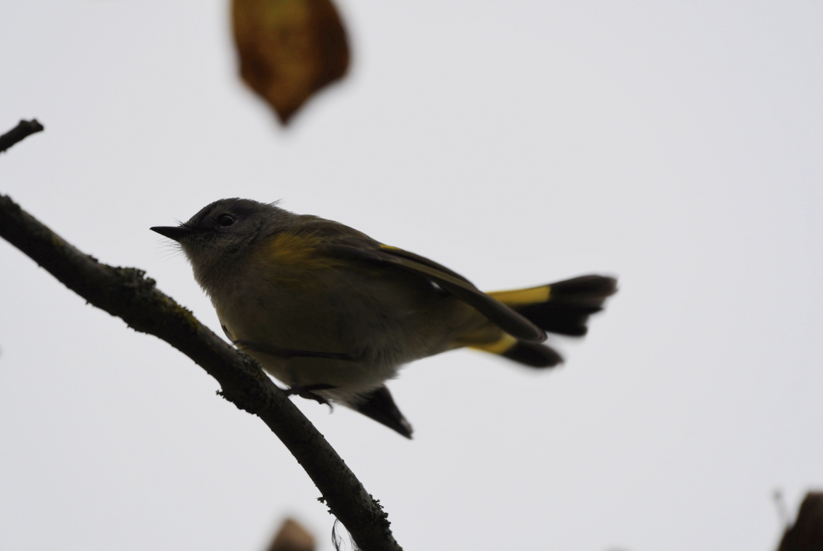 American Redstart - ML643365208