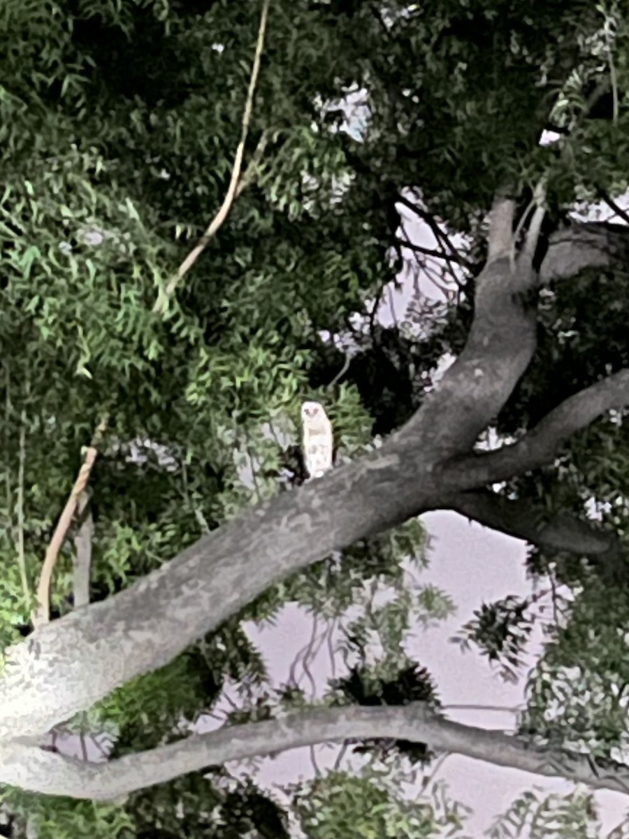 Eastern Barn Owl - ML643365215