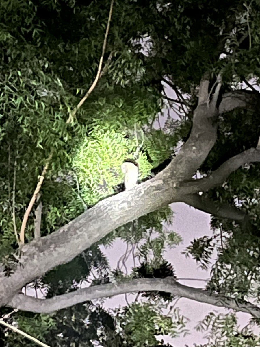 Eastern Barn Owl - ML643365216