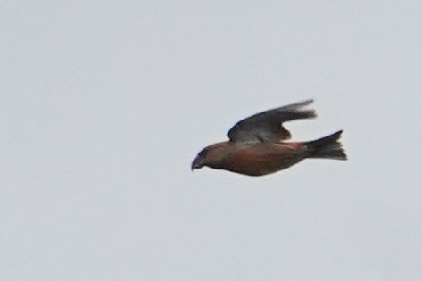 Parrot Crossbill - ML643365233