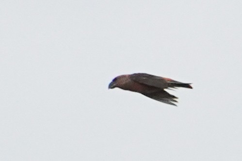 Parrot Crossbill - ML643365234