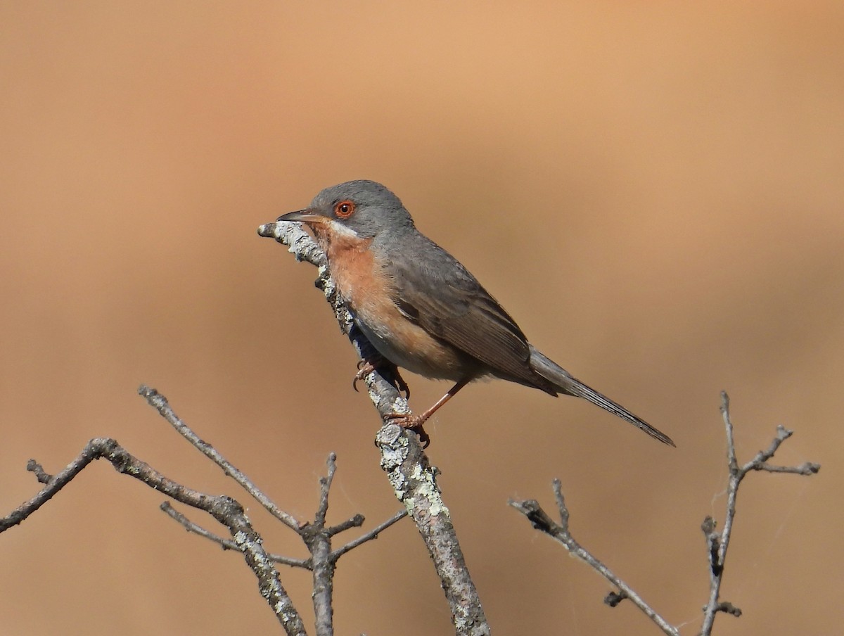 Western Subalpine Warbler - ML643365236
