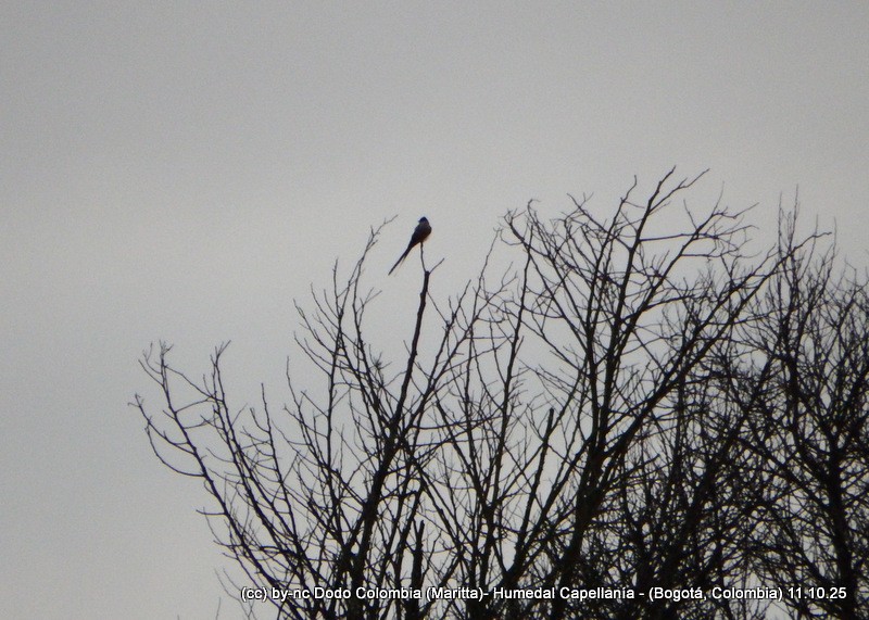 Fork-tailed Flycatcher - ML643365239