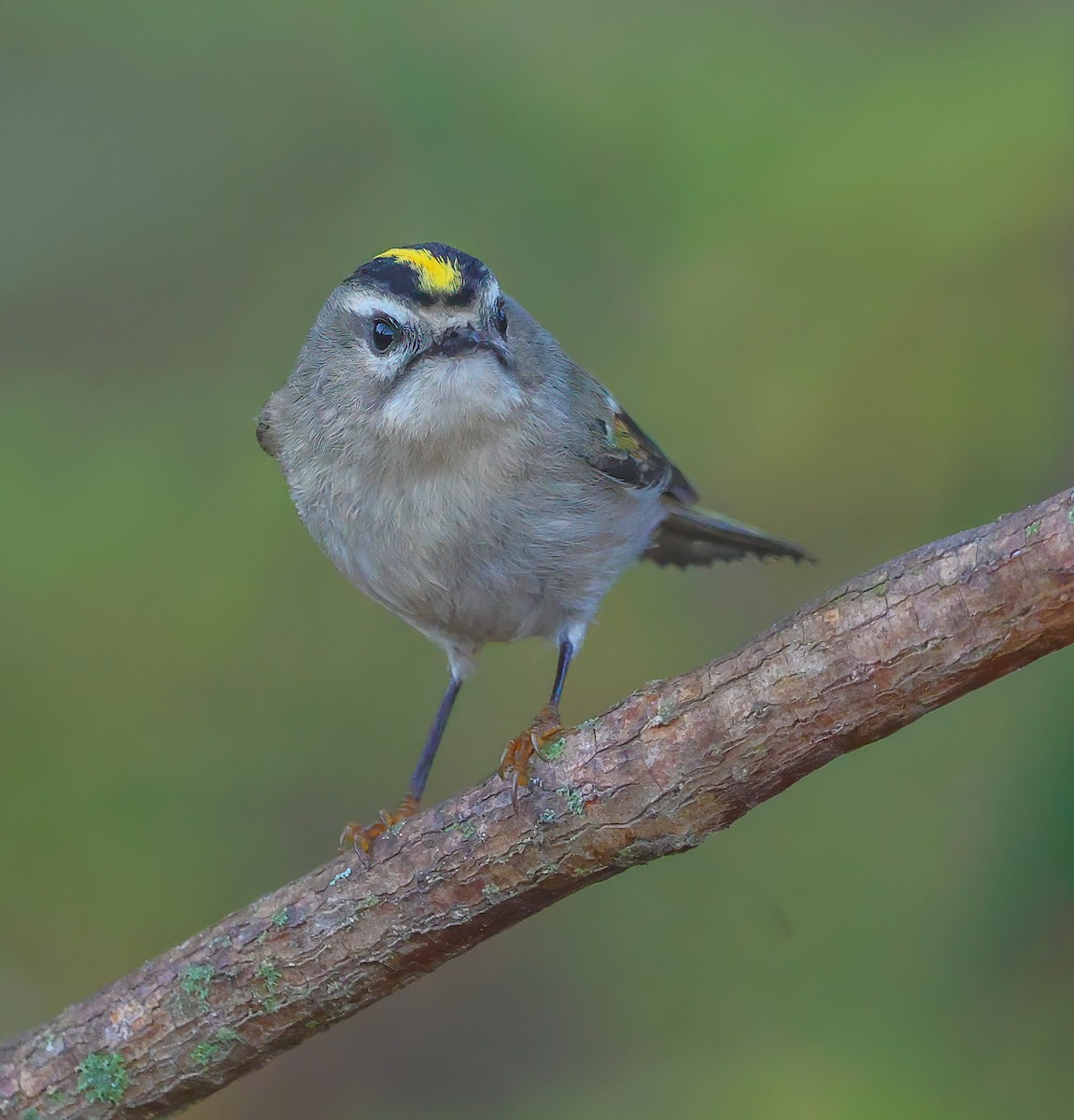 Golden-crowned Kinglet - ML643365242