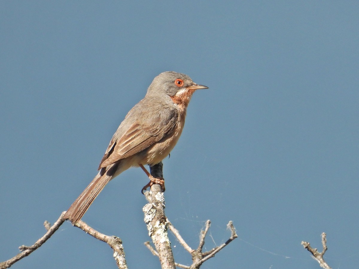Western Subalpine Warbler - ML643365243
