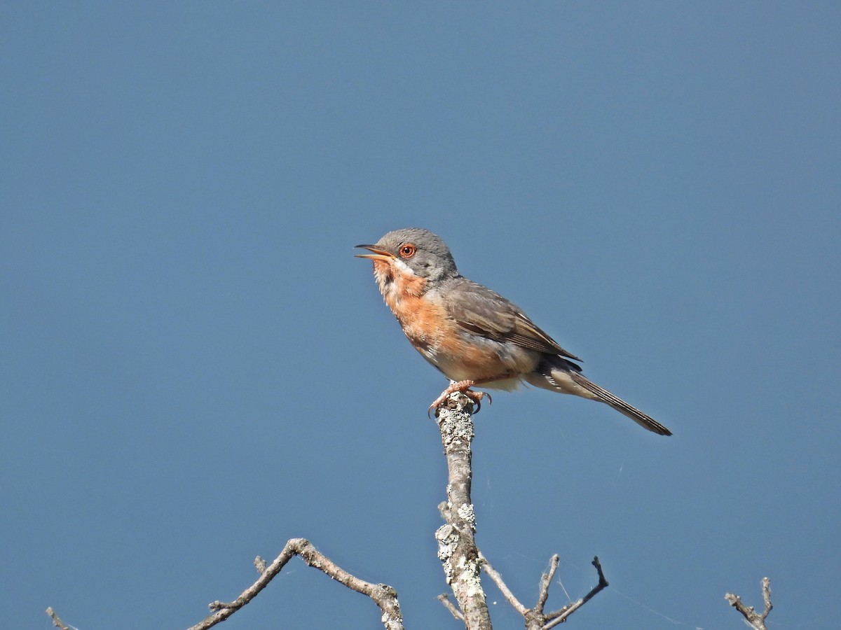 Western Subalpine Warbler - ML643365254
