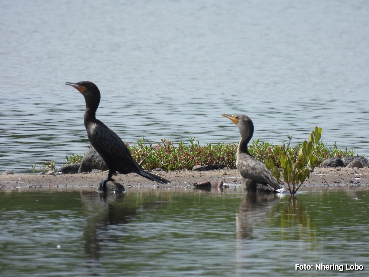 Neotropic Cormorant - ML643365261