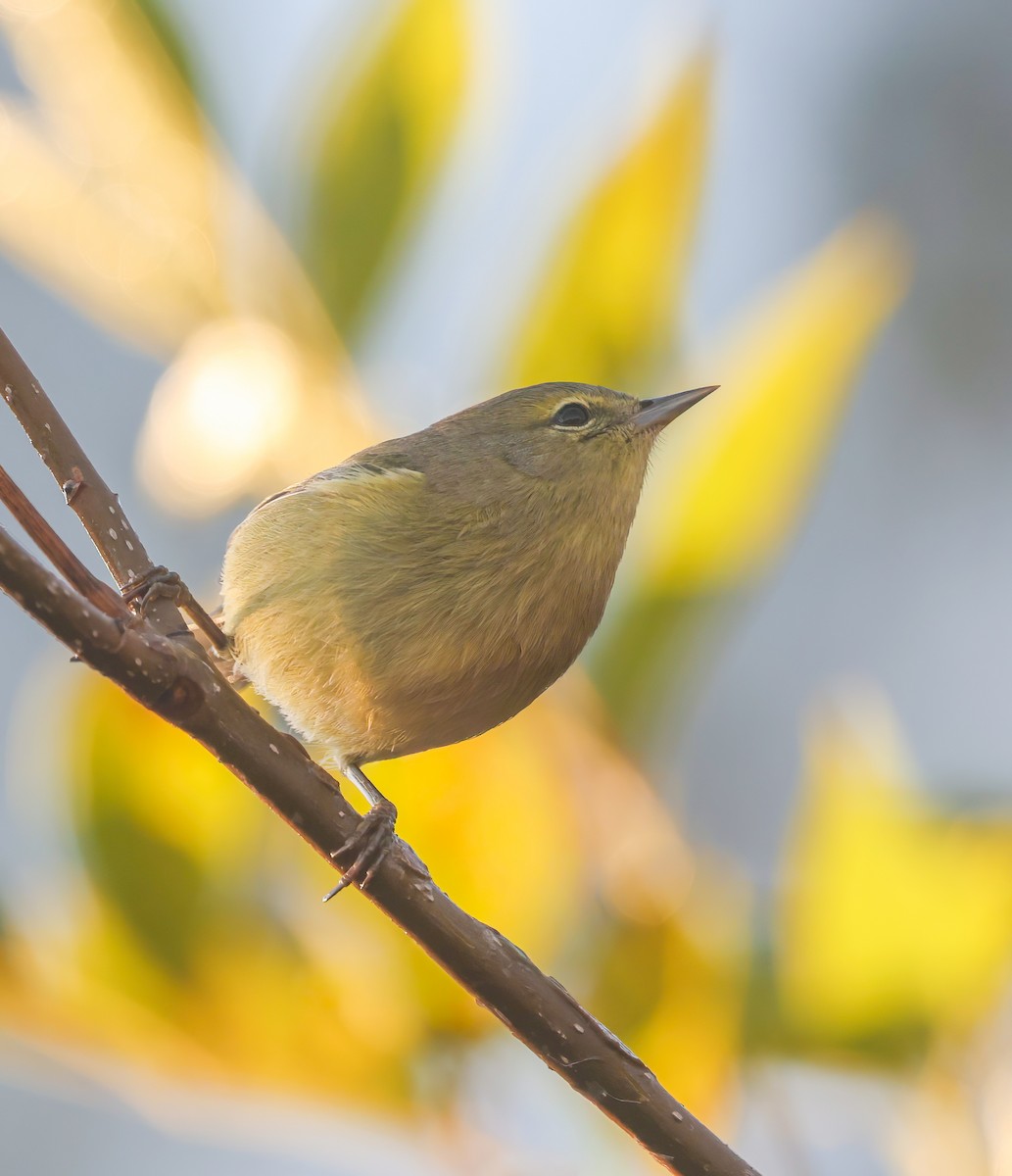 Orange-crowned Warbler - ML643365263