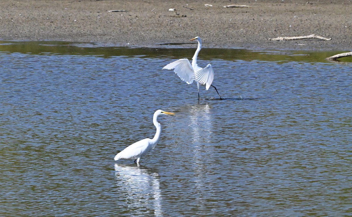 Great Egret - ML643365270