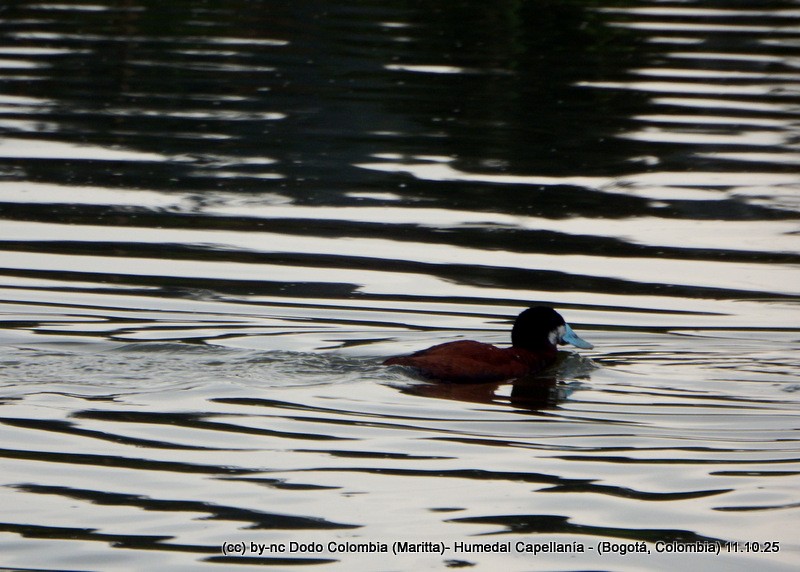Andean Duck - ML643365273