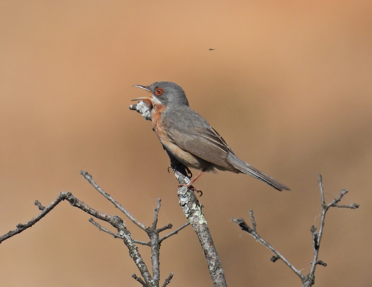 Western Subalpine Warbler - ML643365278