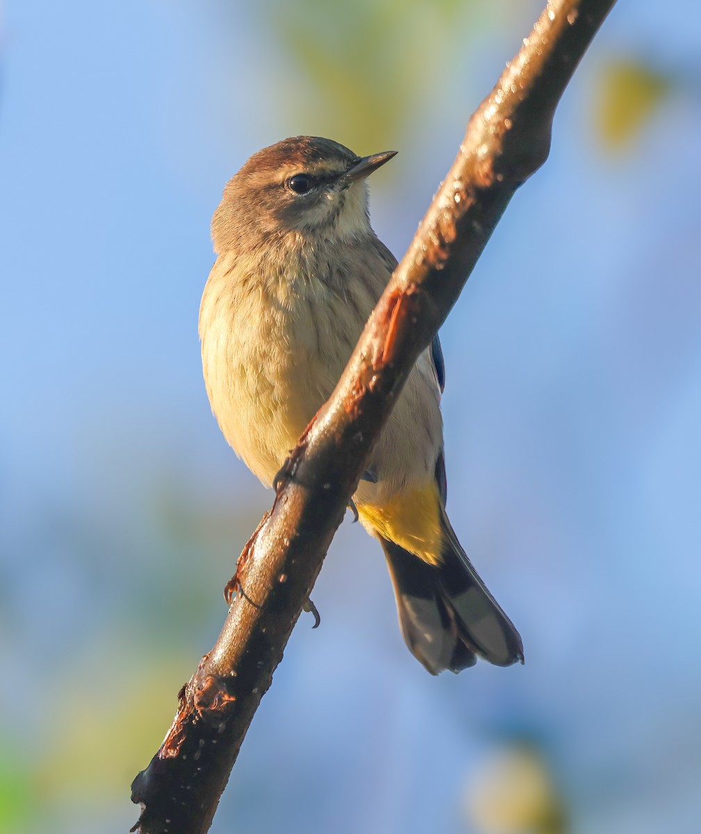 Palm Warbler - ML643365282