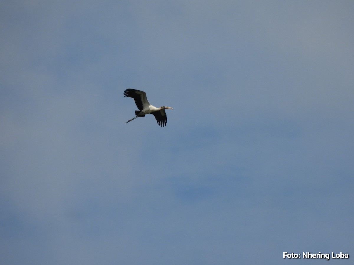 Wood Stork - ML643365286