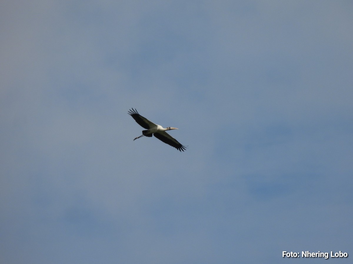 Wood Stork - ML643365287