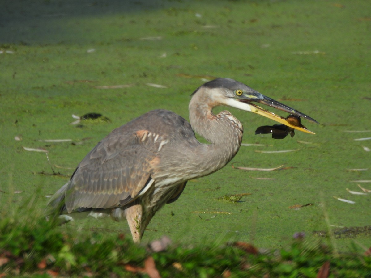 Great Blue Heron - ML643365290