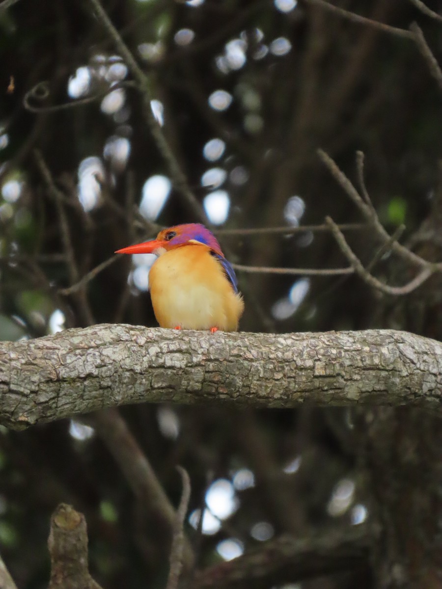 African Pygmy Kingfisher - ML643365300