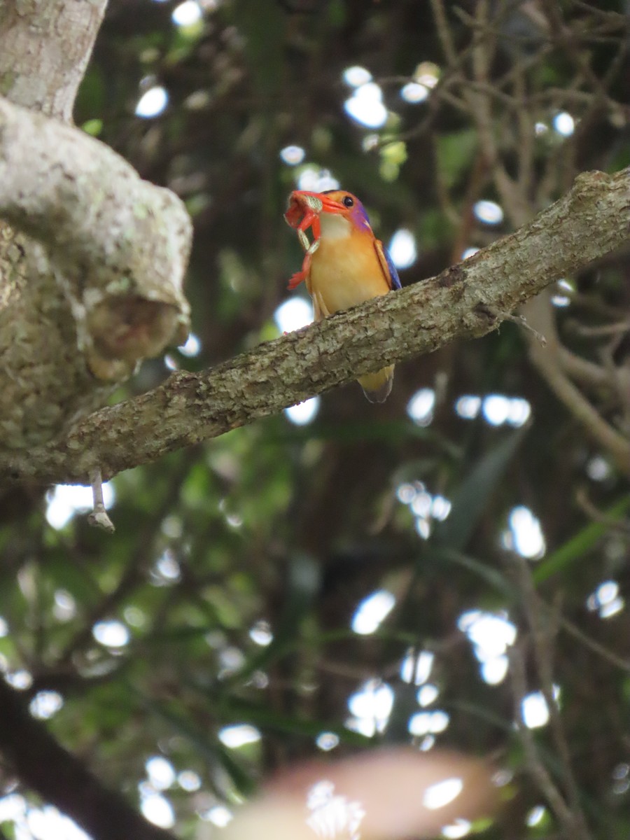 African Pygmy Kingfisher - ML643365301