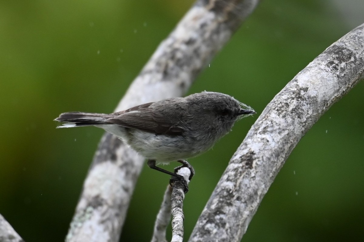 Gray Gerygone - ML643365306