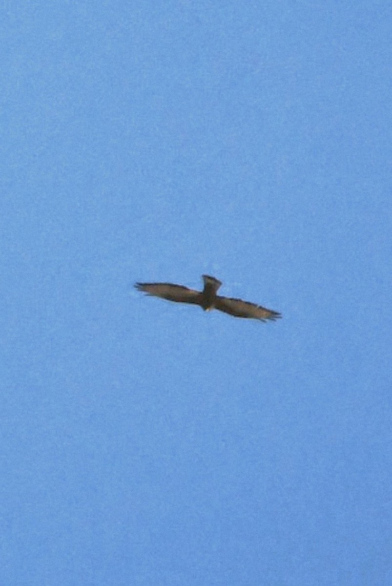 Broad-winged Hawk - ML643365325