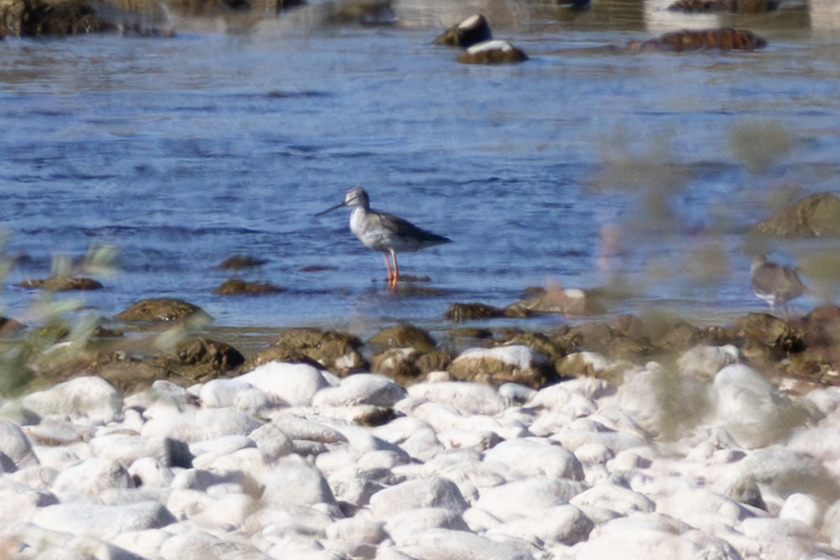 鶴鷸 - ML643365329