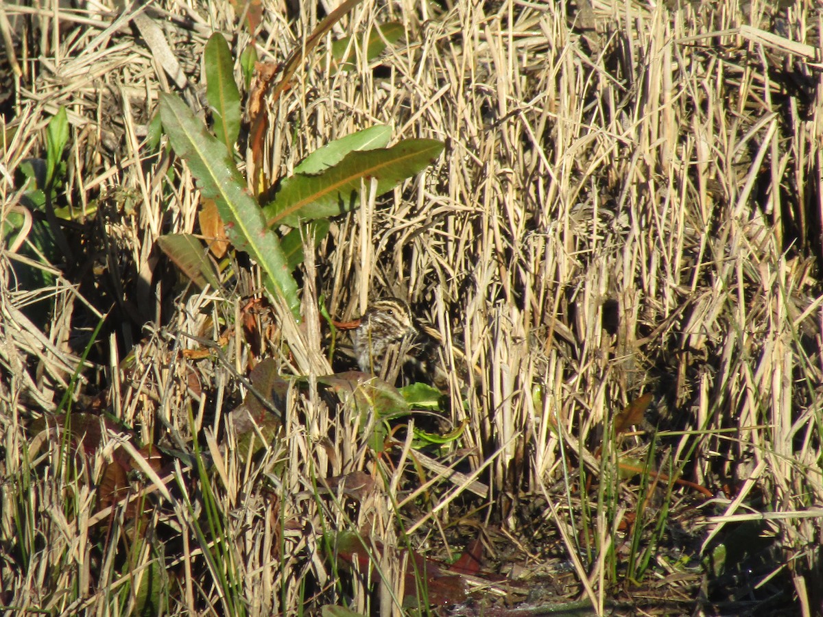 Jack Snipe - ML643365330