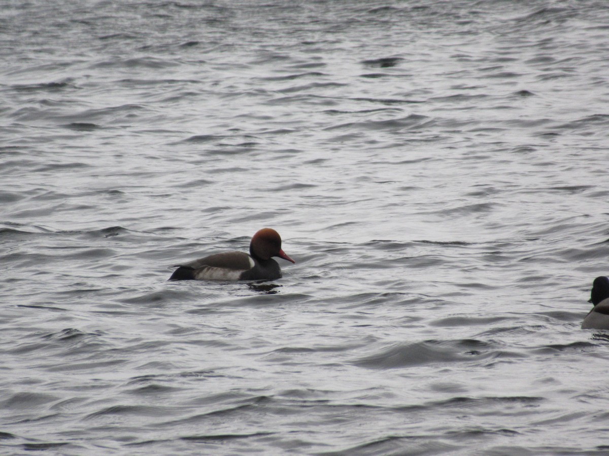 Red-crested Pochard - ML643365335