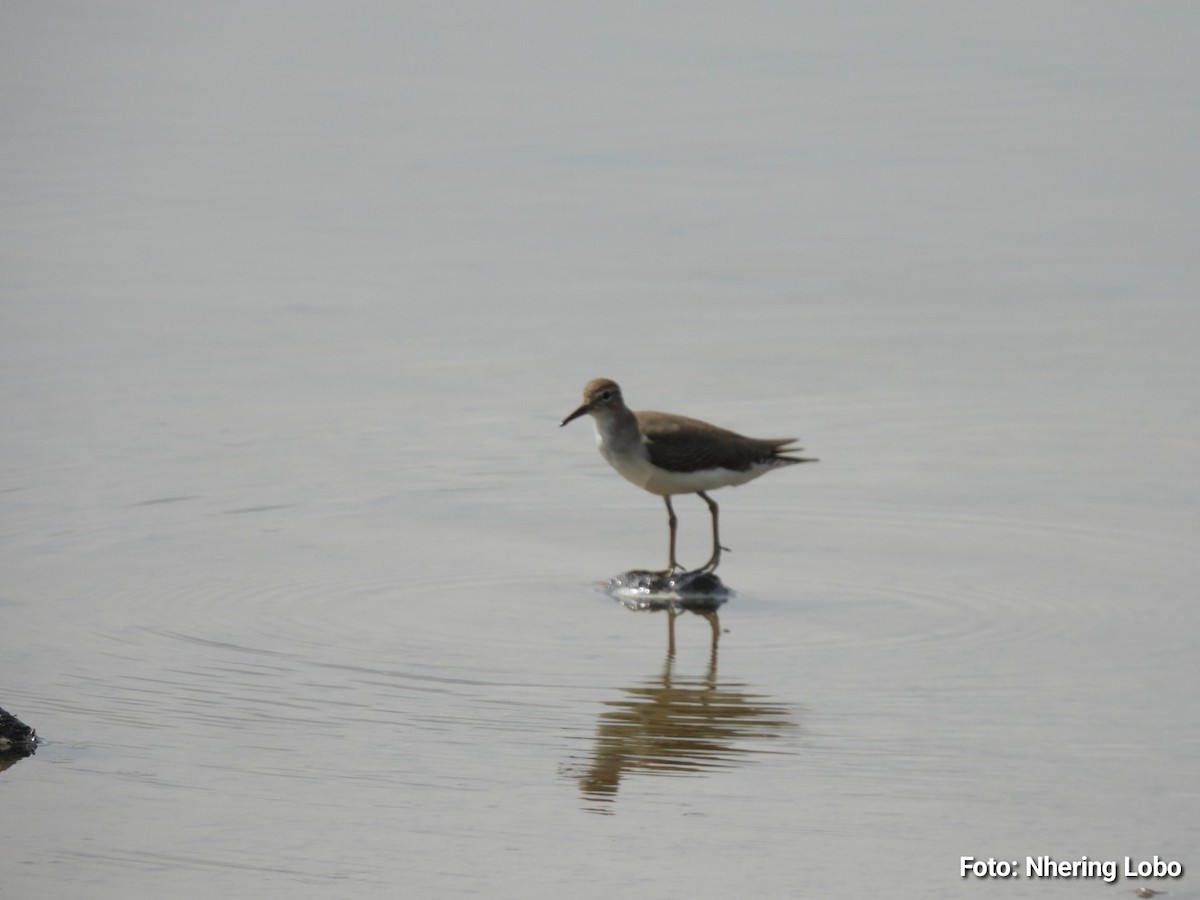 Spotted Sandpiper - ML643365361