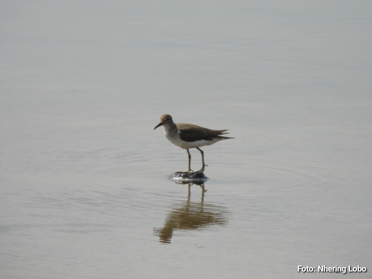 Spotted Sandpiper - ML643365362