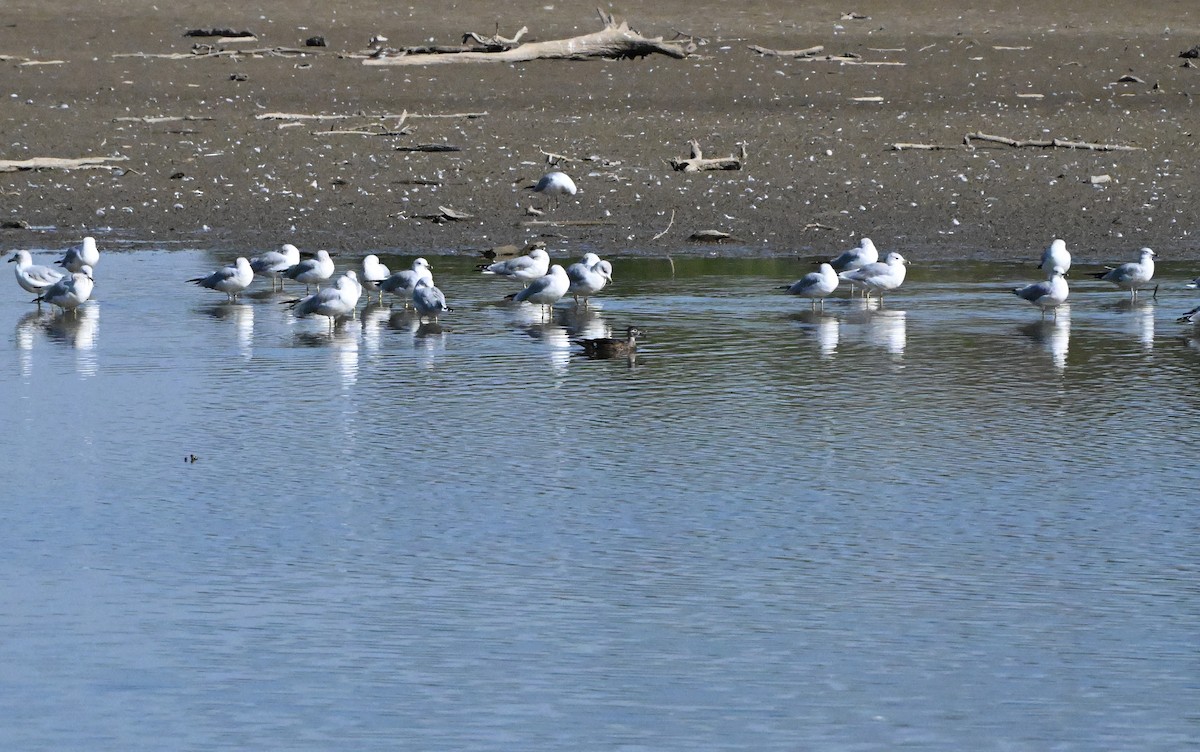 Wood Duck - ML643365367