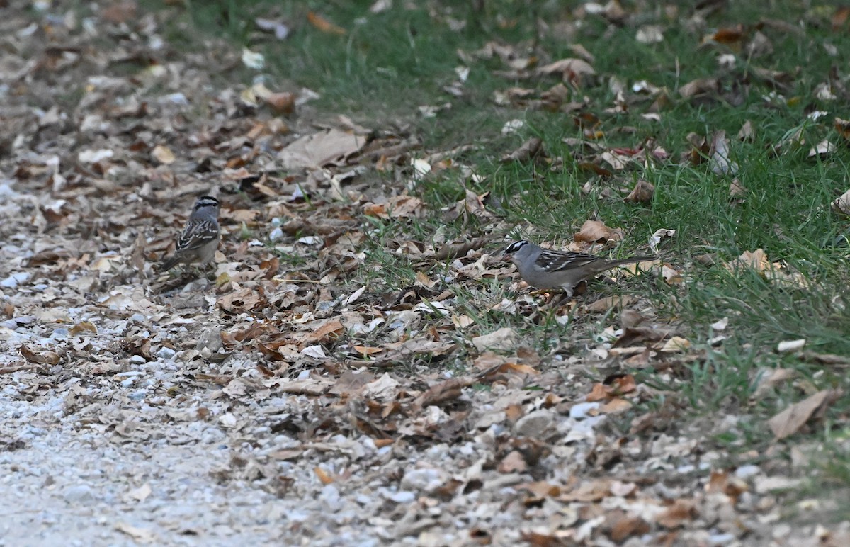 White-crowned Sparrow - ML643365399