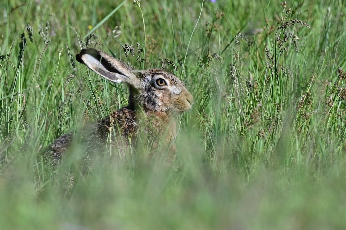 Brown Hare - ML643365400