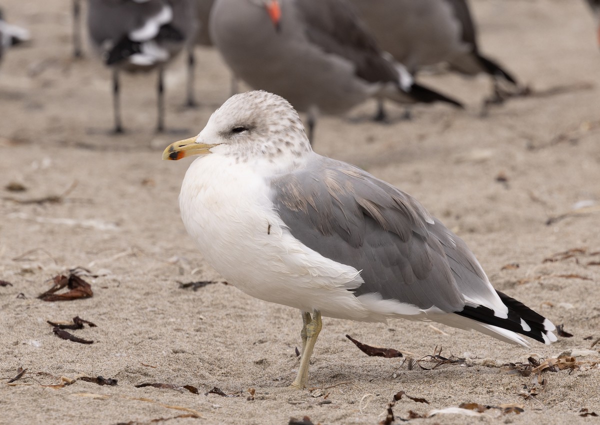 California Gull - ML643365425