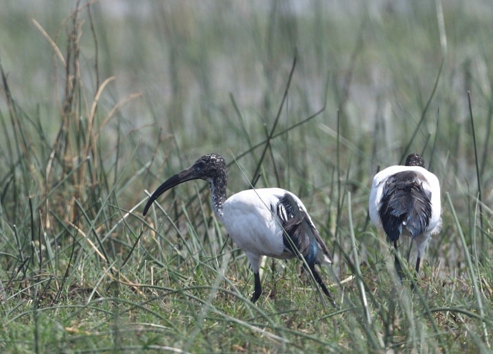 ibis posvátný - ML643365445