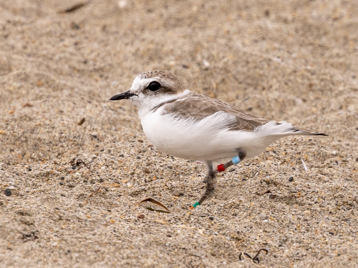 Snowy Plover - ML643365448