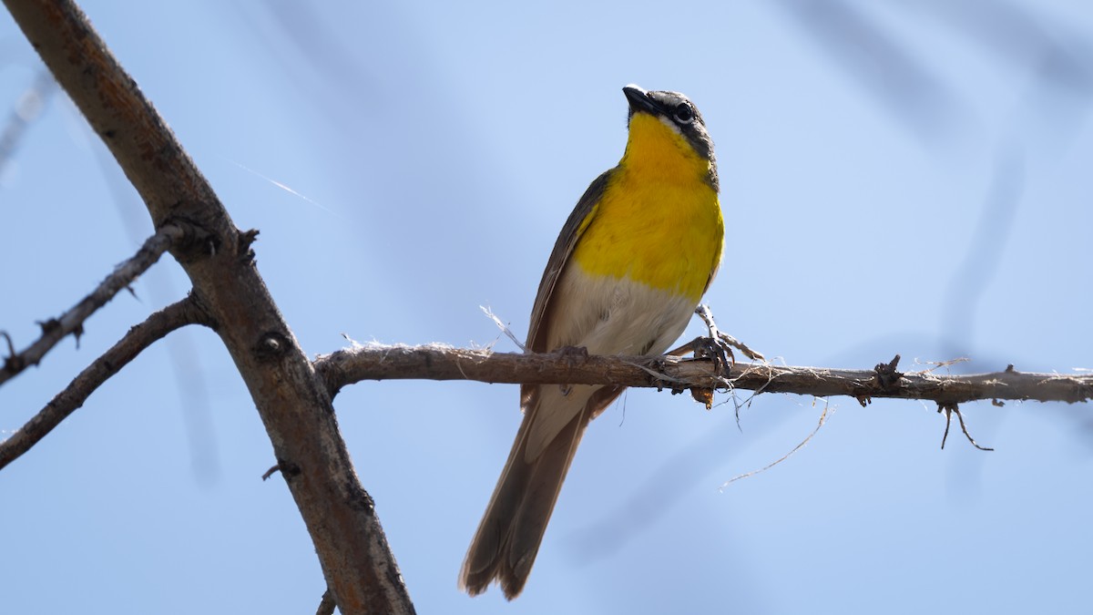 Yellow-breasted Chat - ML643365456