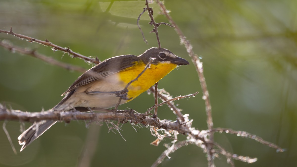 Yellow-breasted Chat - ML643365458