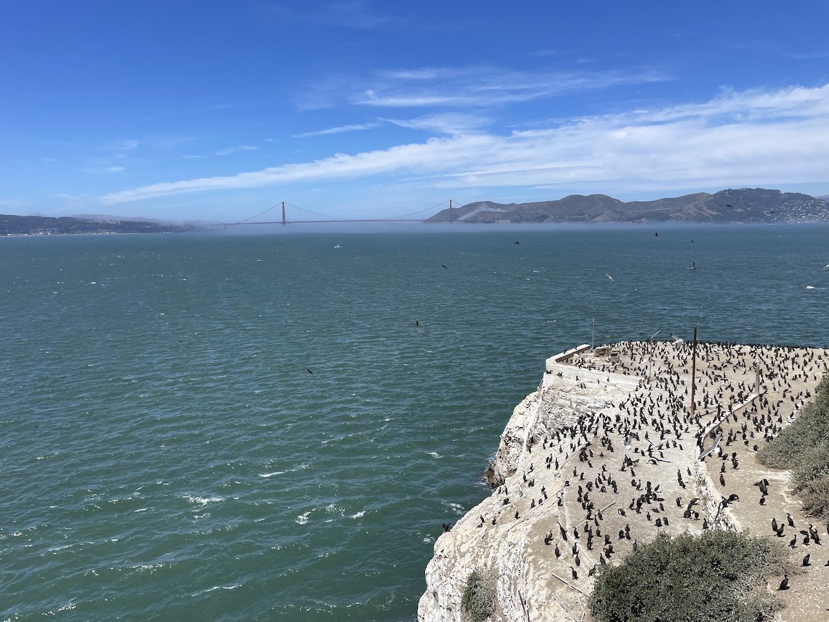 Brandt's Cormorant - ML643365474