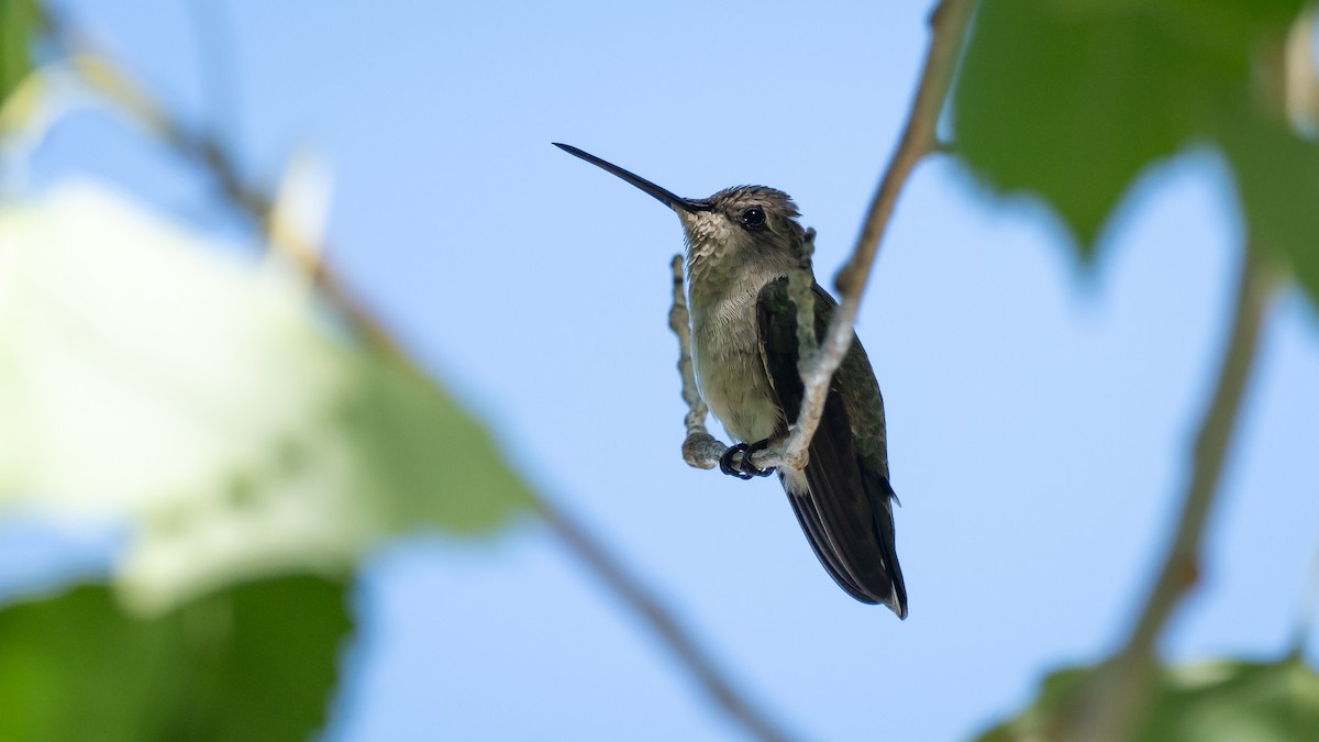 Black-chinned Hummingbird - ML643365482