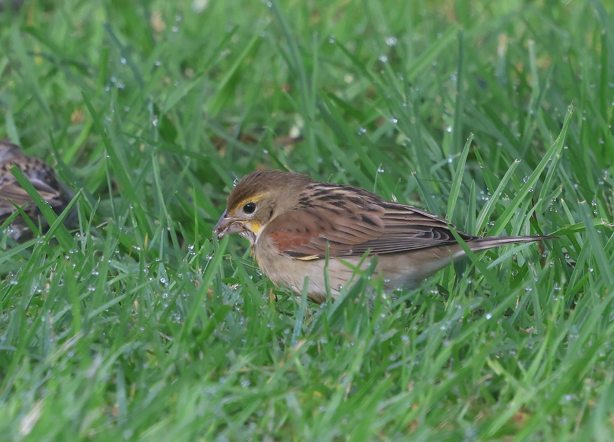 papežík americký - ML643365497