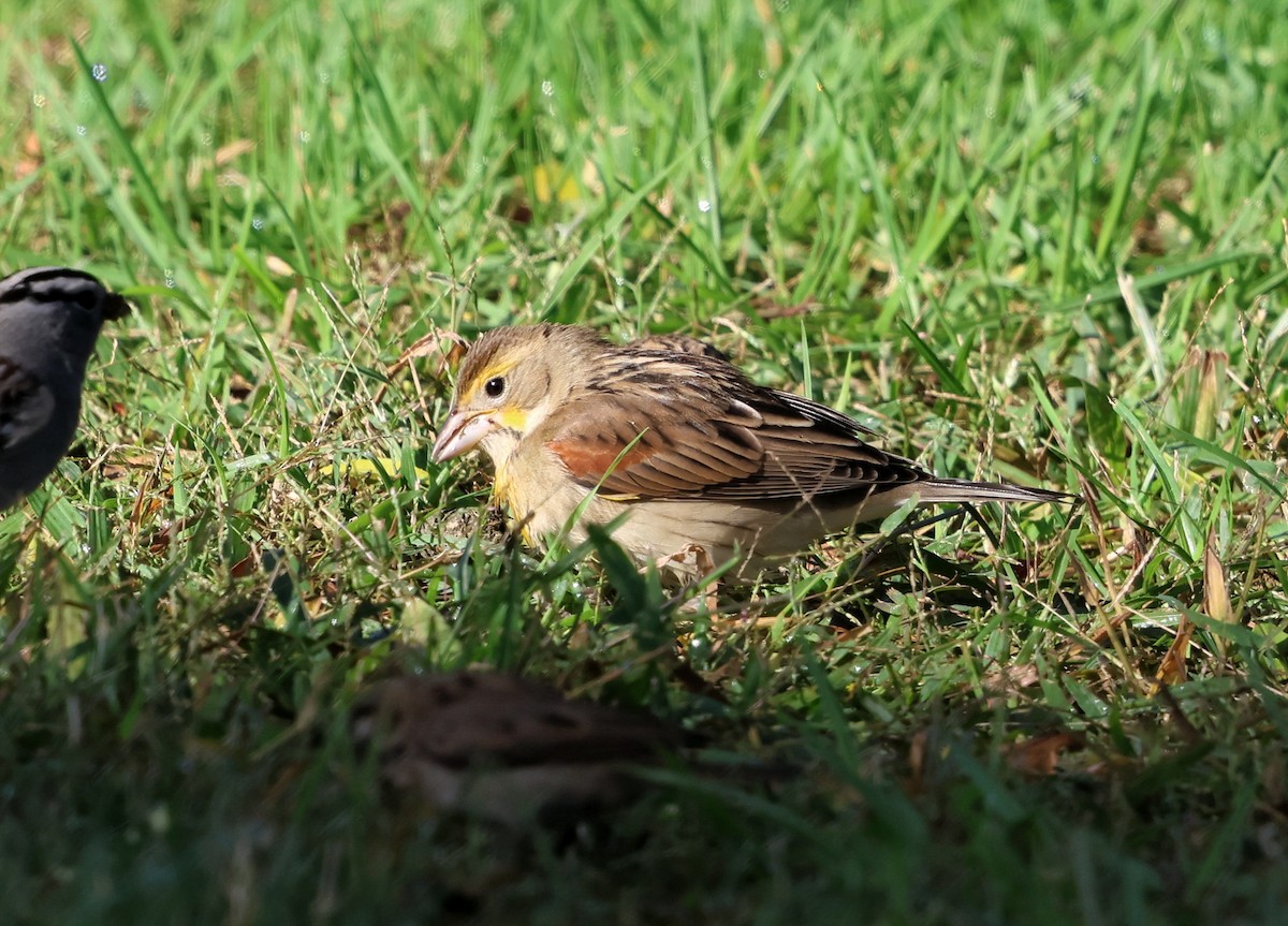 papežík americký - ML643365498