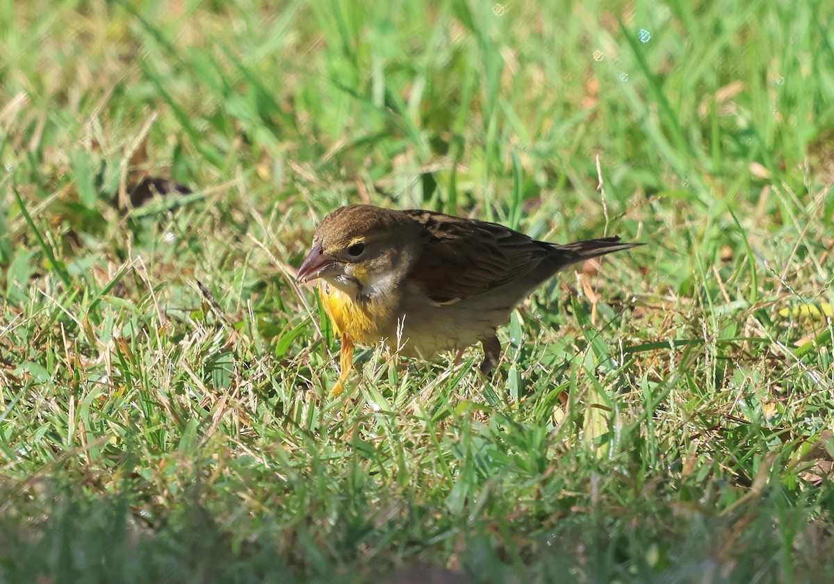 papežík americký - ML643365499